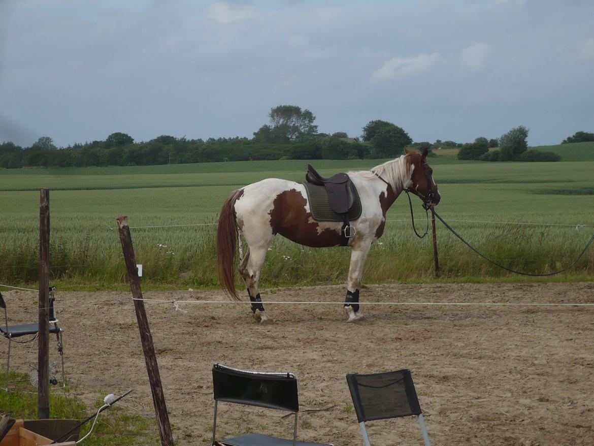 Pinto Whitney Lightfoot billede 6