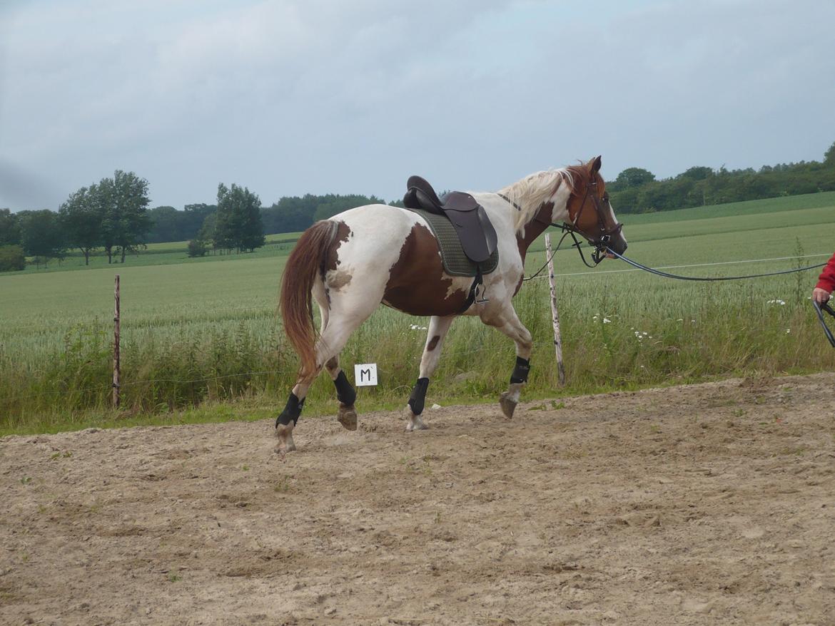 Pinto Whitney Lightfoot billede 7
