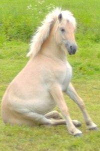 Fjordhest Kildegårdens Buller Mustang_ My Life <3_ - Buller der sidder ned :D billede 8