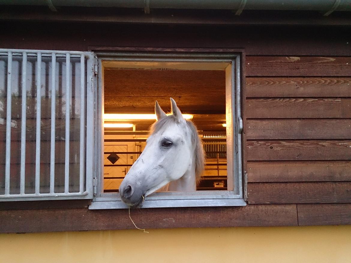 Anden særlig race Raya billede 9