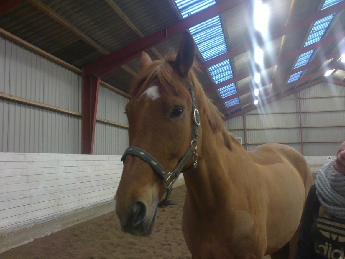 Anden særlig race shaheen cubic - du er min baby <3 billede 3