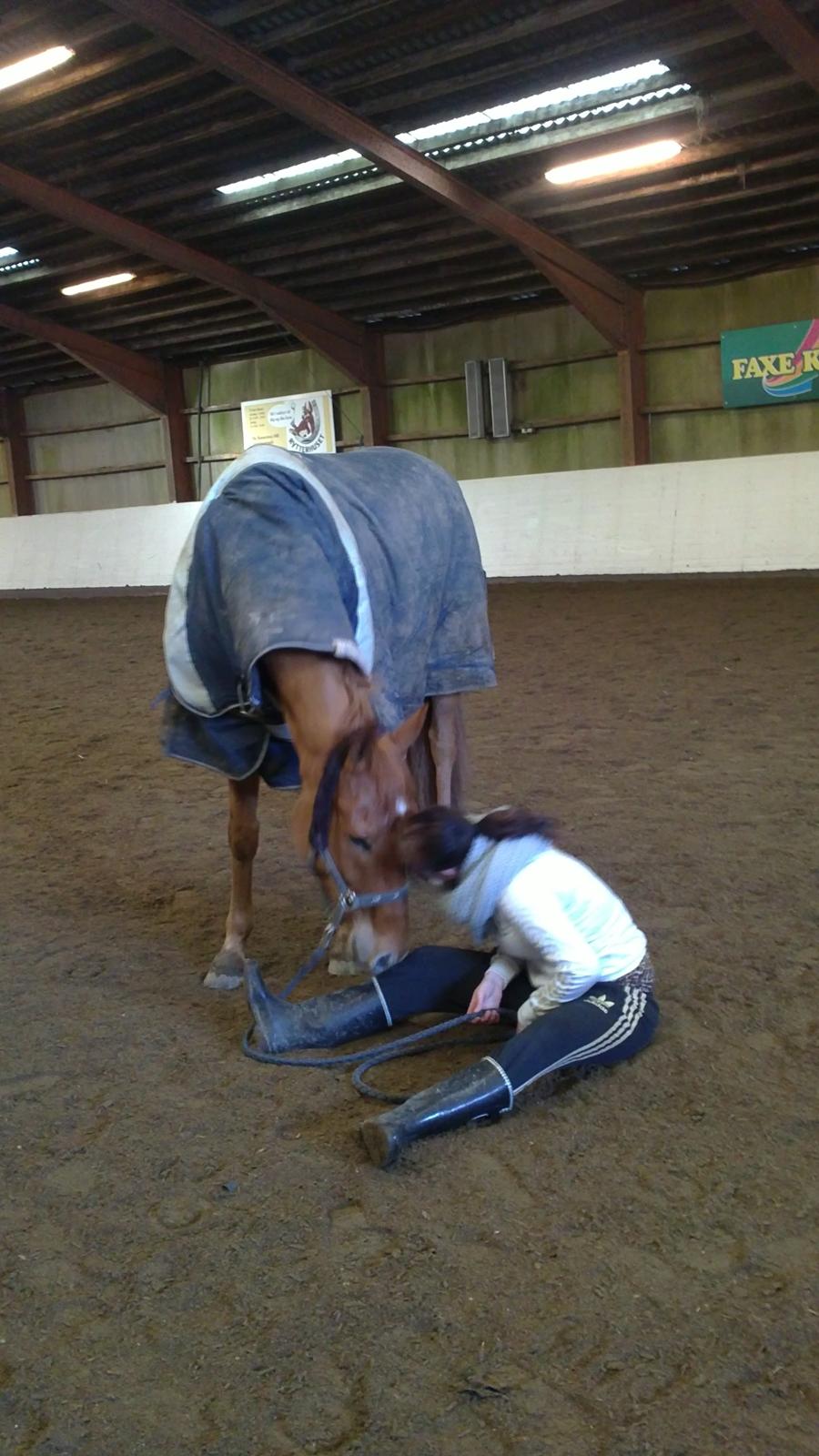 Anden særlig race shaheen cubic - dejlige hest du har hjulpet mig igennem så meget du er en hest i verdens klasse jeg elsker dig min lille mand <3 billede 6