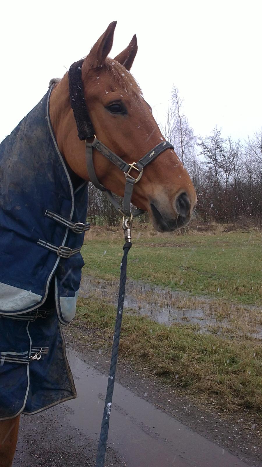 Anden særlig race shaheen cubic - basse på tur i sne <3 billede 7