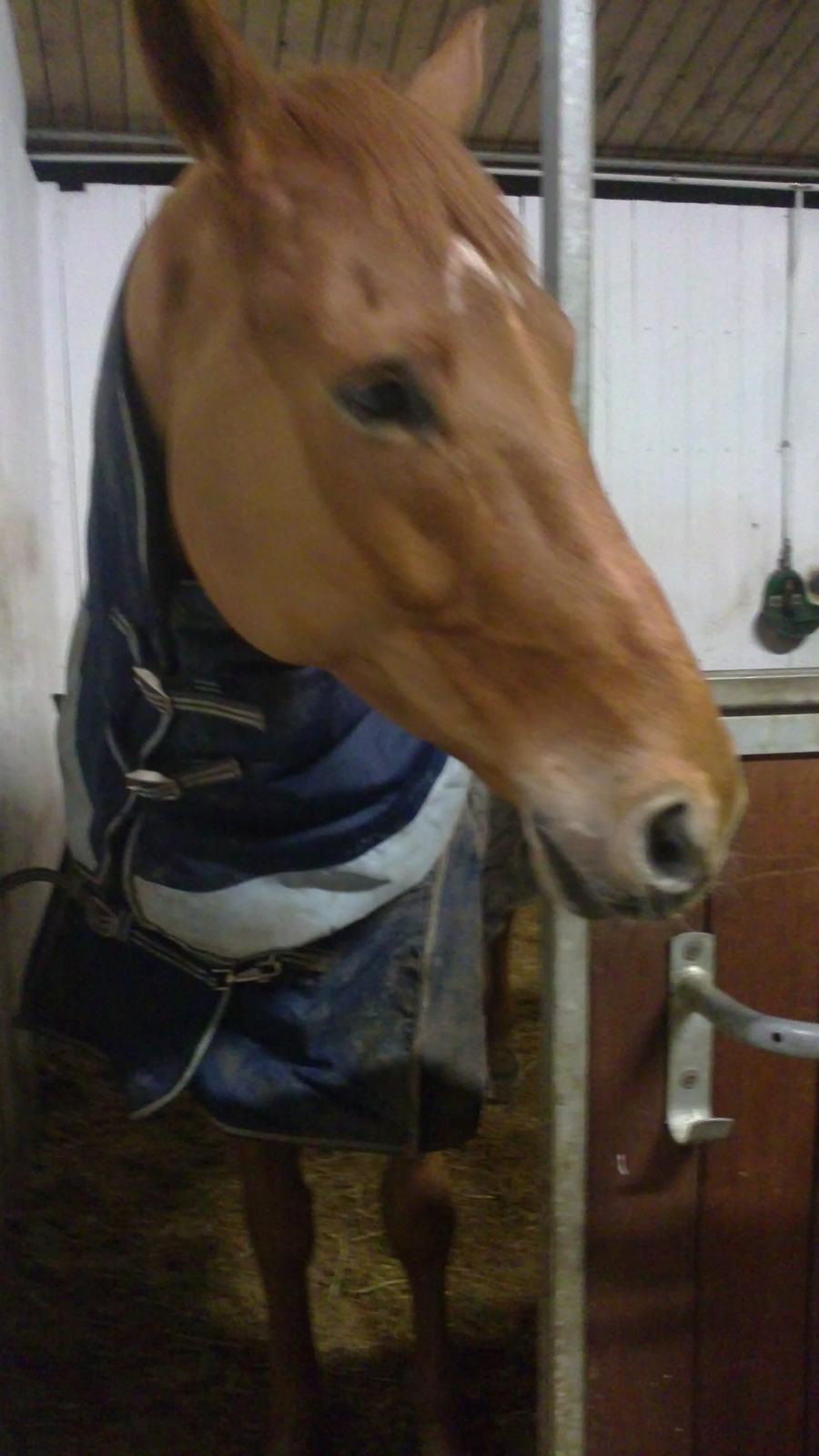 Anden særlig race shaheen cubic - hvis du ikke snart er klar så går jeg altså bare selv  skøre hest <3 billede 8