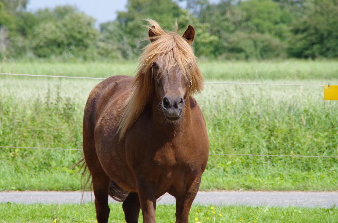 Anden særlig race Anton (den søde ''rullepølse'') billede 13