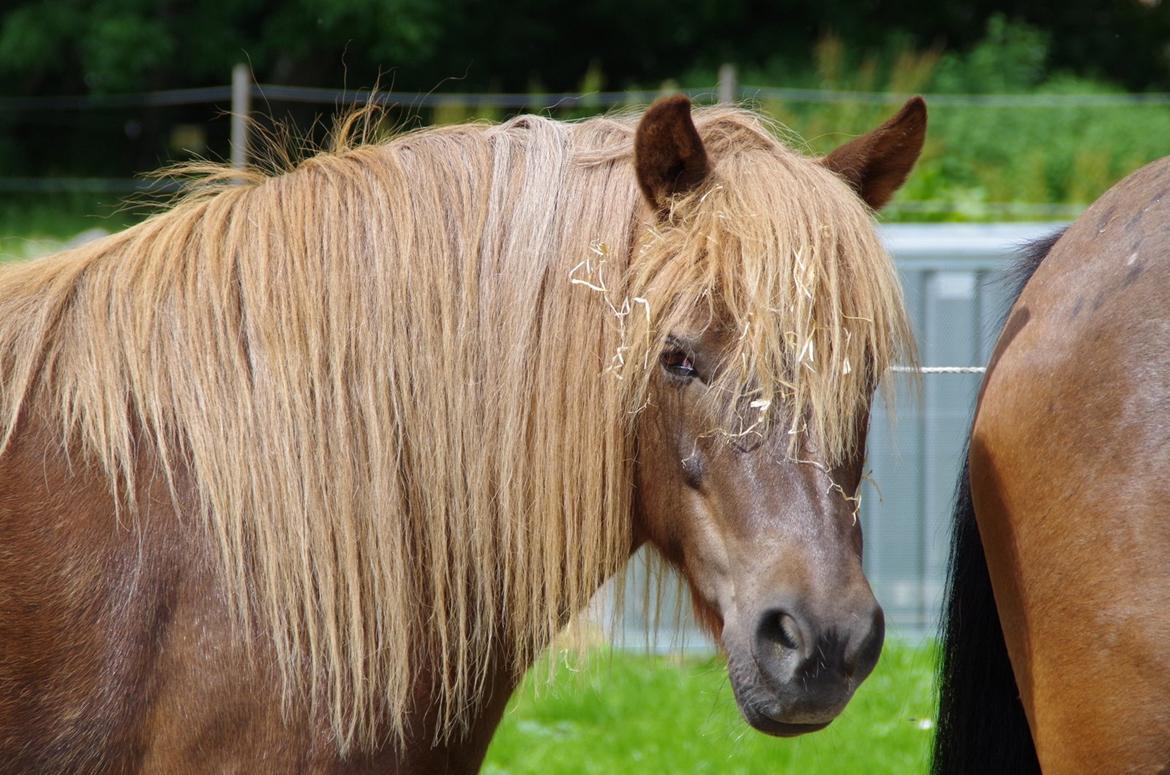 Anden særlig race Anton (den søde ''rullepølse'') billede 14