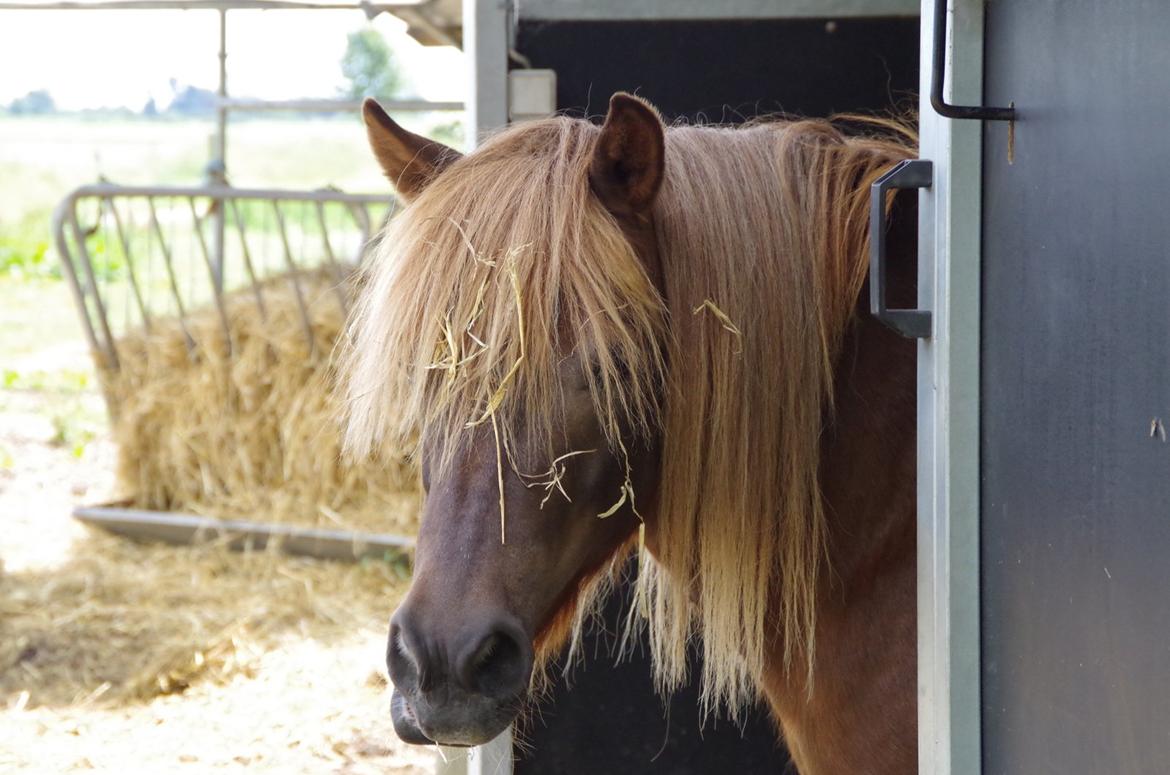 Anden særlig race Anton (den søde ''rullepølse'') billede 15