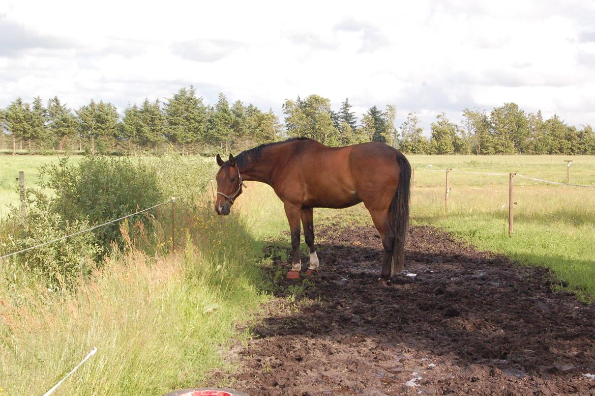 Dansk Varmblod Stejlbjerggaards Cyrillis - 24/06 - 2013, første dag hjemme!  billede 7
