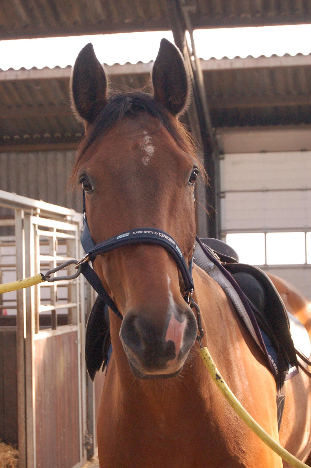 Dansk Varmblod Stejlbjerggaards Cyrillis - 25/06 - 2013 billede 8