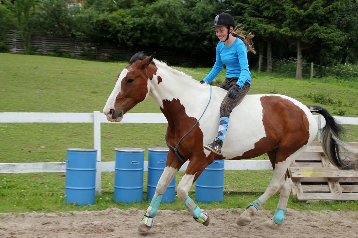 Pinto Alfons Åberg - Åberg er blevet super til at galopere i cordeo :-) billede 42