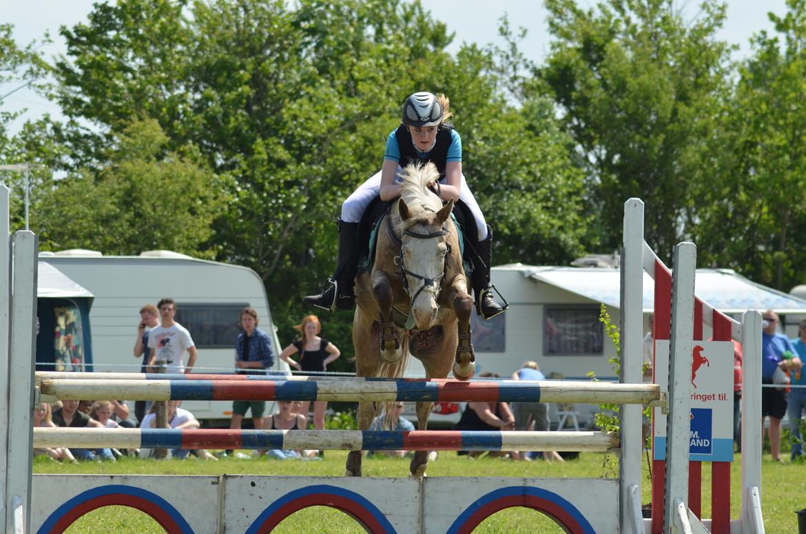 Anden særlig race ROOSGÅRDENS COSMOPOLITAN | Frans - LA** på hjallerup marked billede 7