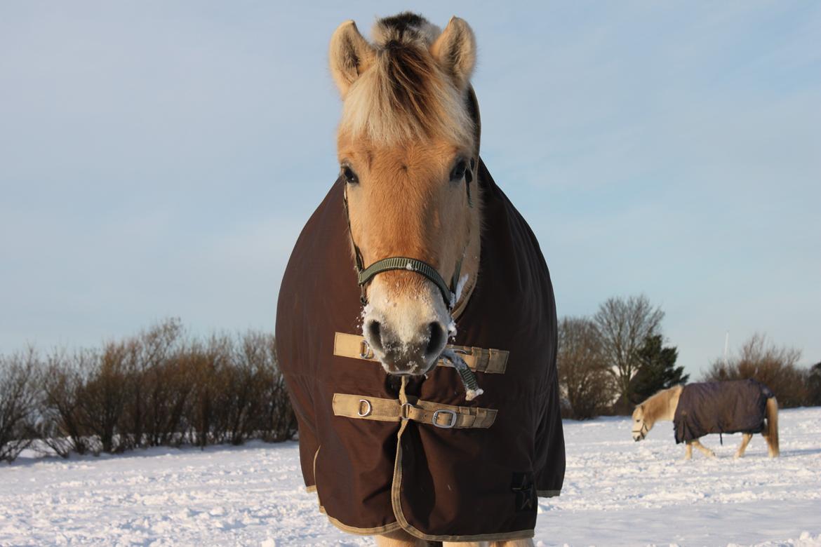 Fjordhest Ingolf Tidselbjerg<3 - Vinter 2012 (; billede 3