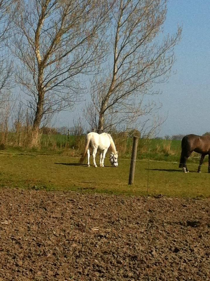 Knabstrupper Bøgelyens Dusty [tidligere hest] billede 8