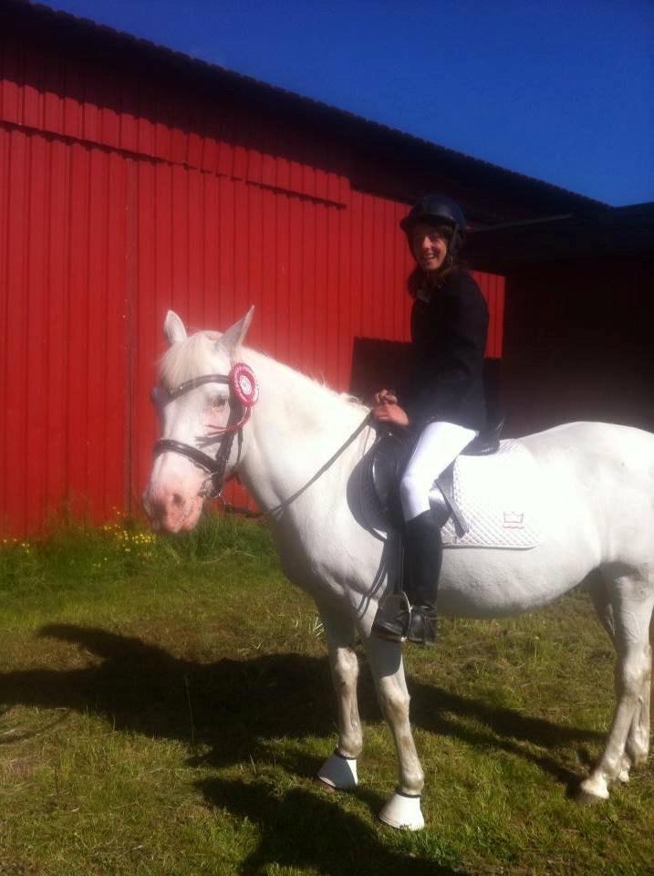 Knabstrupper Bøgelyens Dusty [tidligere hest] billede 10