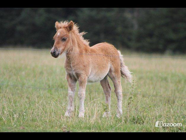 Shetlænder Prins (min tidligere hest) - Prins som baby <3
låne billede: fra gammel ejers barne barn:-) billede 4