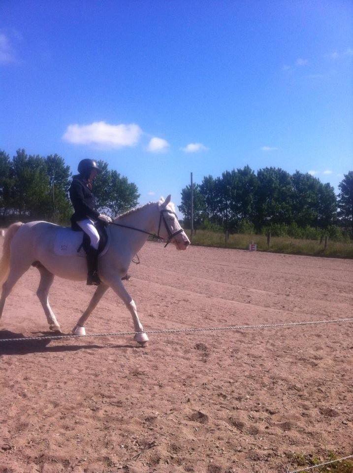 Knabstrupper Bøgelyens Dusty [tidligere hest] billede 17