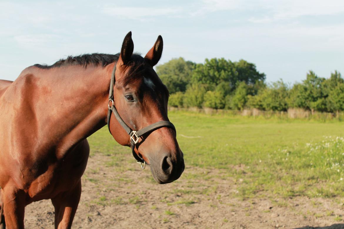 Dansk Varmblod Valløs Barosso - Sommer 2013. Min Stjerne <3 billede 8