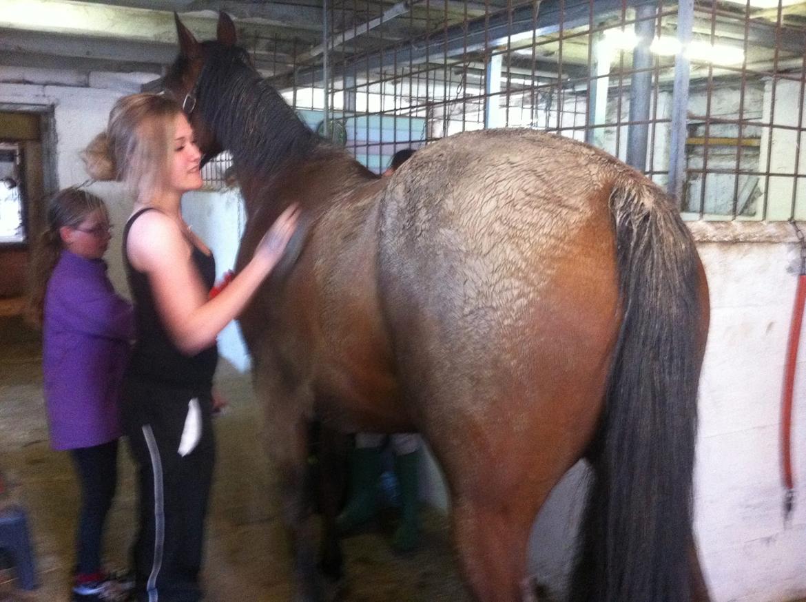 Svensk Varmblod Seth Fisch billede 12