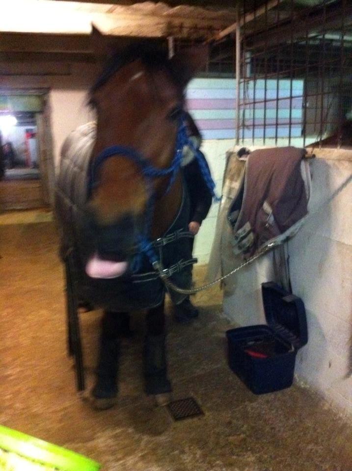 Svensk Varmblod Seth Fisch billede 14