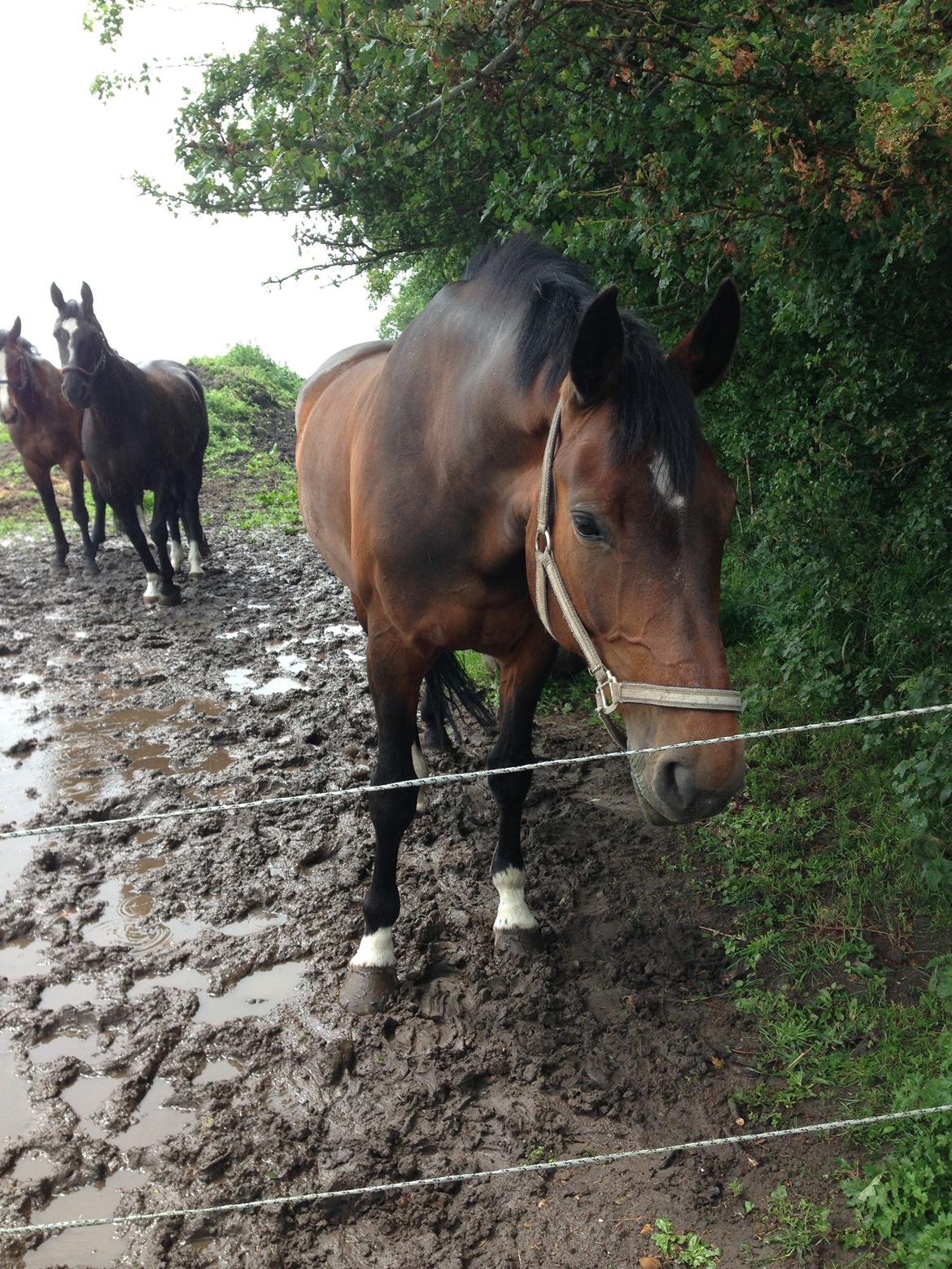 Holstener Lucern - <3<<333<<<3 billede 9