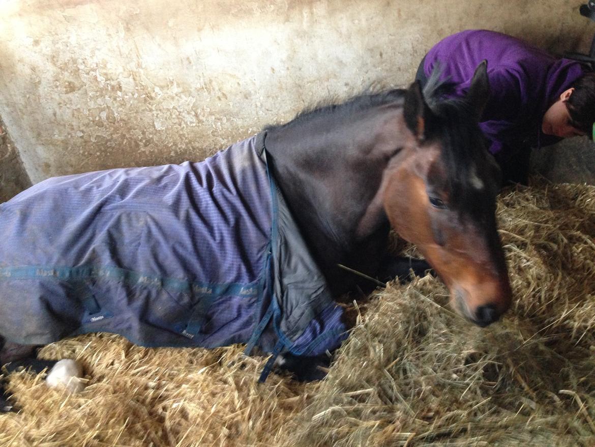 Holstener Lucern billede 11