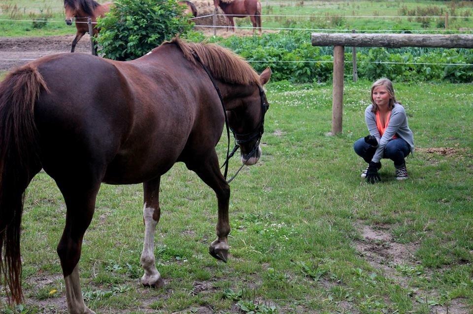 Hollandsk Sportspony Gentle<3 damp-ponyen<3 - hm kom til mig billede 11