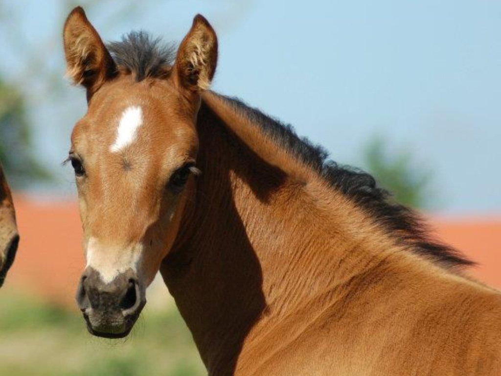 Anden særlig race Little miss j. billede 7