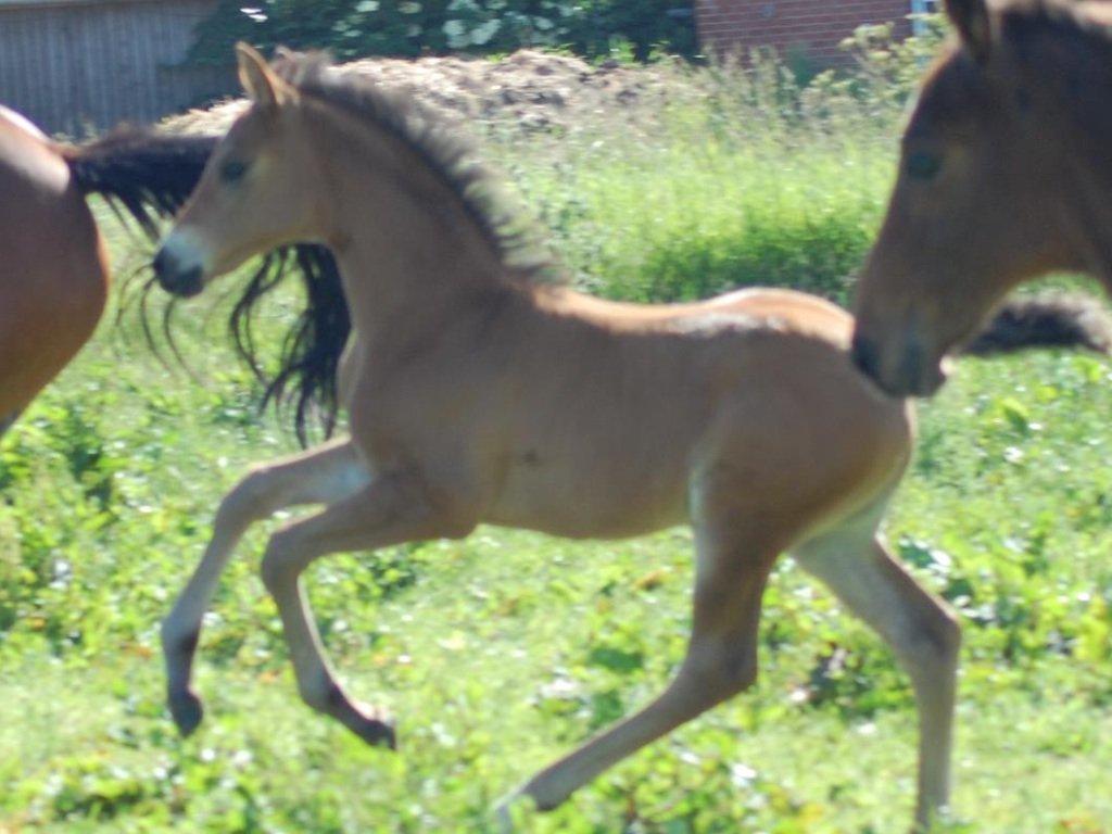 Anden særlig race Little miss j. billede 8