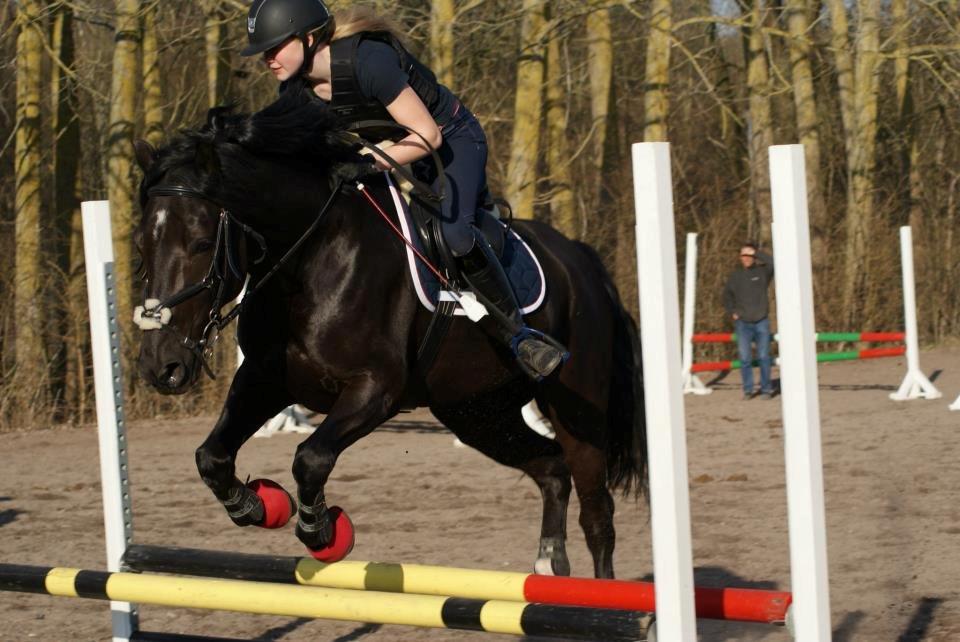 Welsh Cob (sec D) LSG Cæsar (Casino) - Solgt  - springtræning <3 billede 45