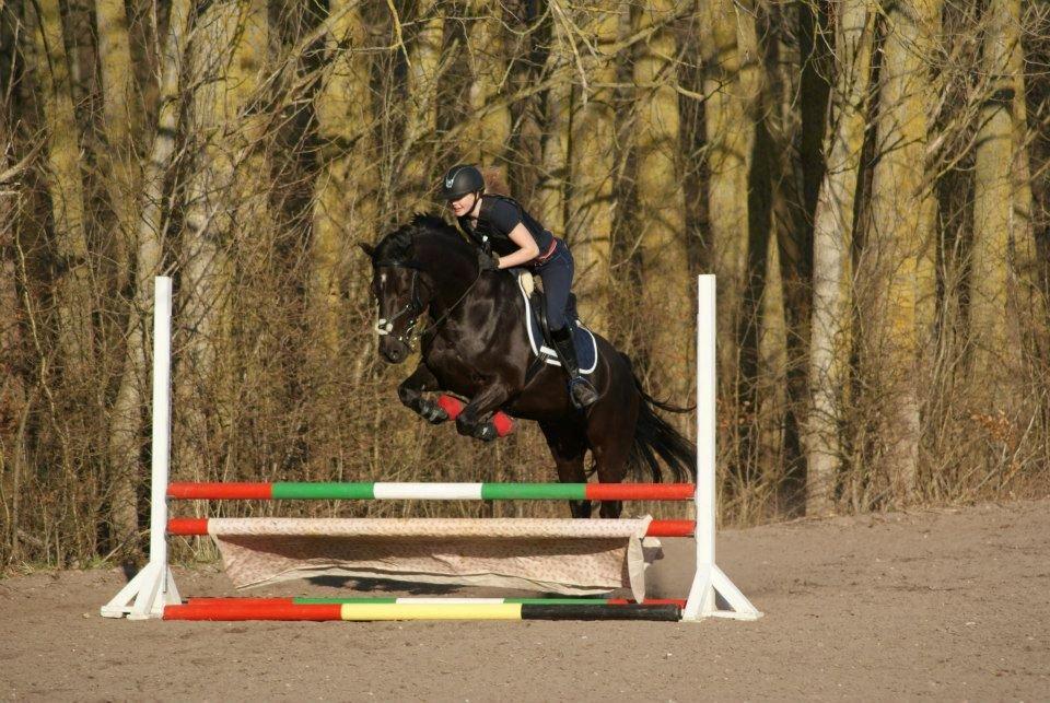 Welsh Cob (sec D) LSG Cæsar (Casino) - Solgt  - springtræning <3 På stjernen:-) billede 29