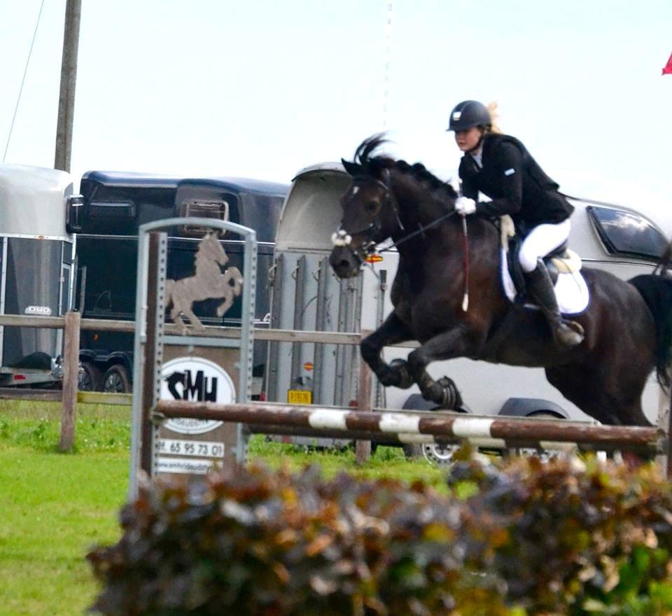 Welsh Cob (sec D) LSG Cæsar (Casino) - Solgt  - Fynsmesterskabet for hold 2013. Her over første spring<3 billede 34