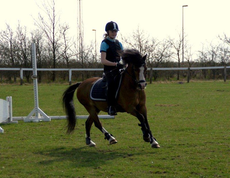 Welsh Mountain (sec A) Springbourne Huckleberry A-PONY (SOLGT) - Hugo og jeg der springer :-)
2013 billede 13