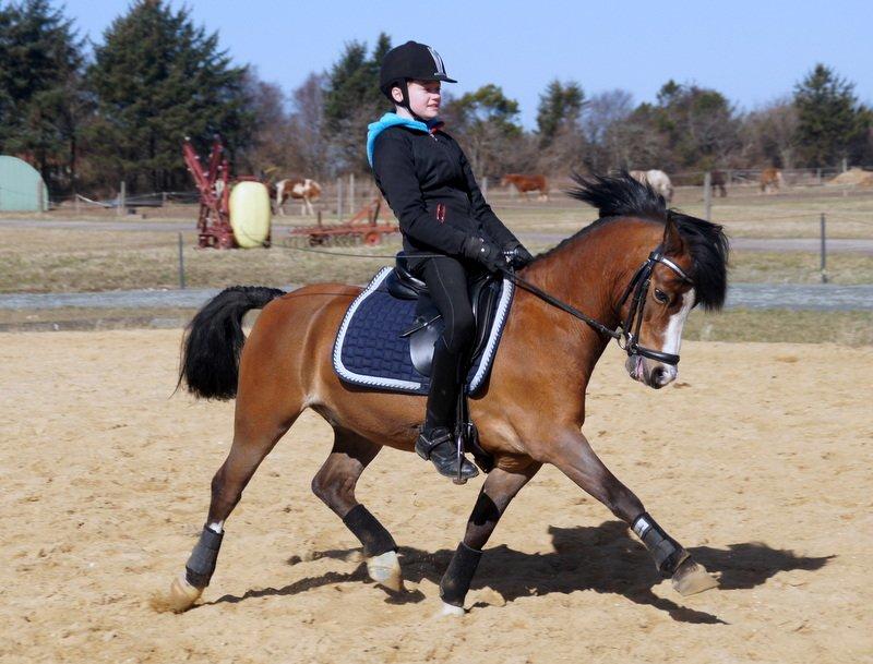Welsh Mountain (sec A) Springbourne Huckleberry A-PONY (SOLGT) - Fri trav 2013 billede 15