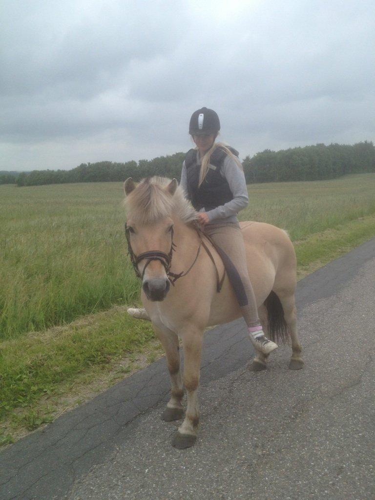 Fjordhest Ronaldo billede 1