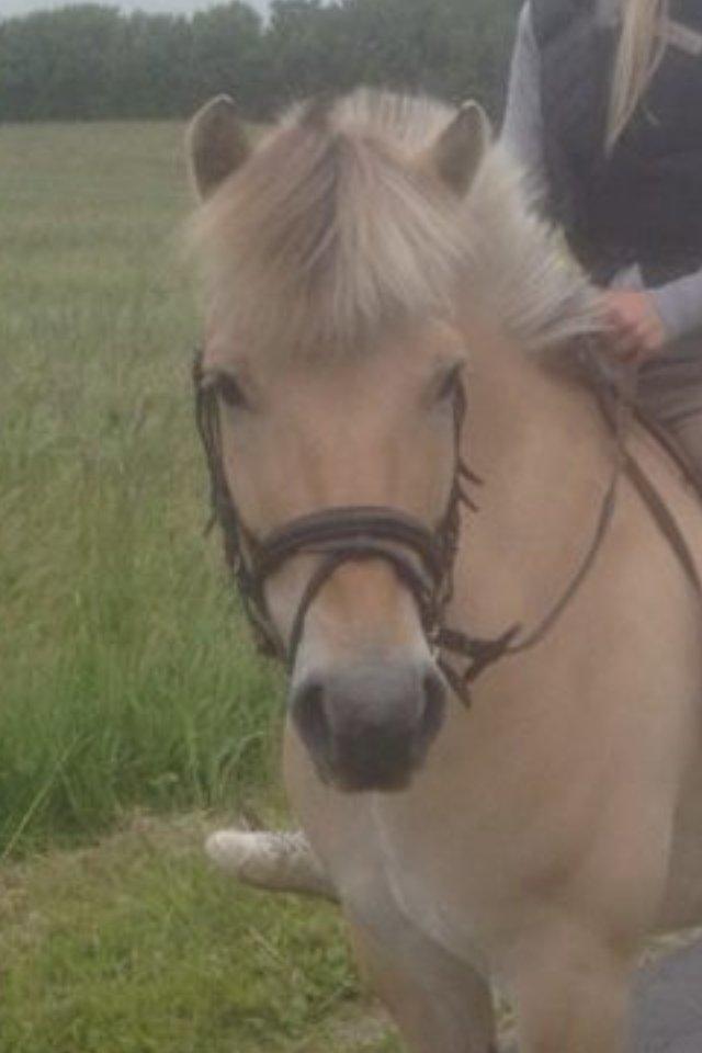 Fjordhest Ronaldo billede 2