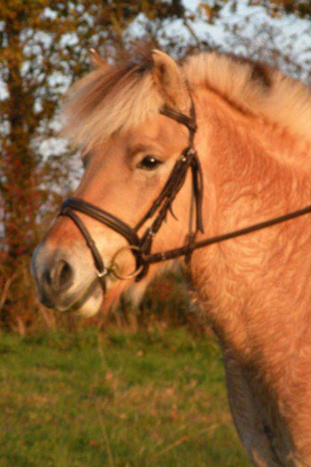 Fjordhest Ronaldo billede 3