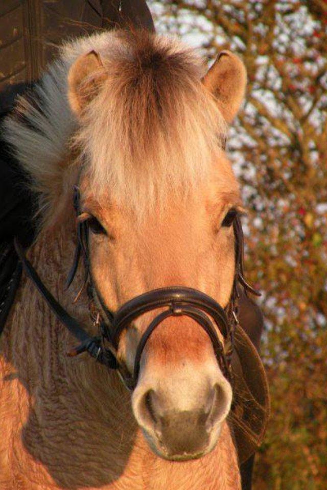 Fjordhest Ronaldo billede 4
