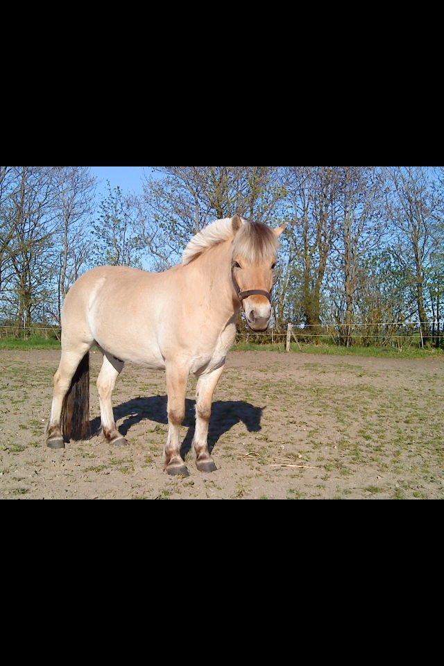 Fjordhest Ronaldo billede 5