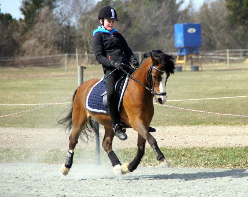 Welsh Mountain (sec A) Springbourne Huckleberry A-PONY (SOLGT) - Træning 2013 billede 17