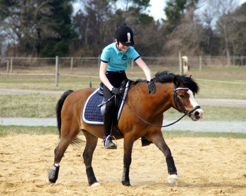 Welsh Mountain (sec A) Springbourne Huckleberry A-PONY (SOLGT) - Jeg savner dig lille basse mand, men ved du har det godt og du gør alt for at din ejer er stolt og for dig! Tak for alt min bedsteven! <3 billede 18