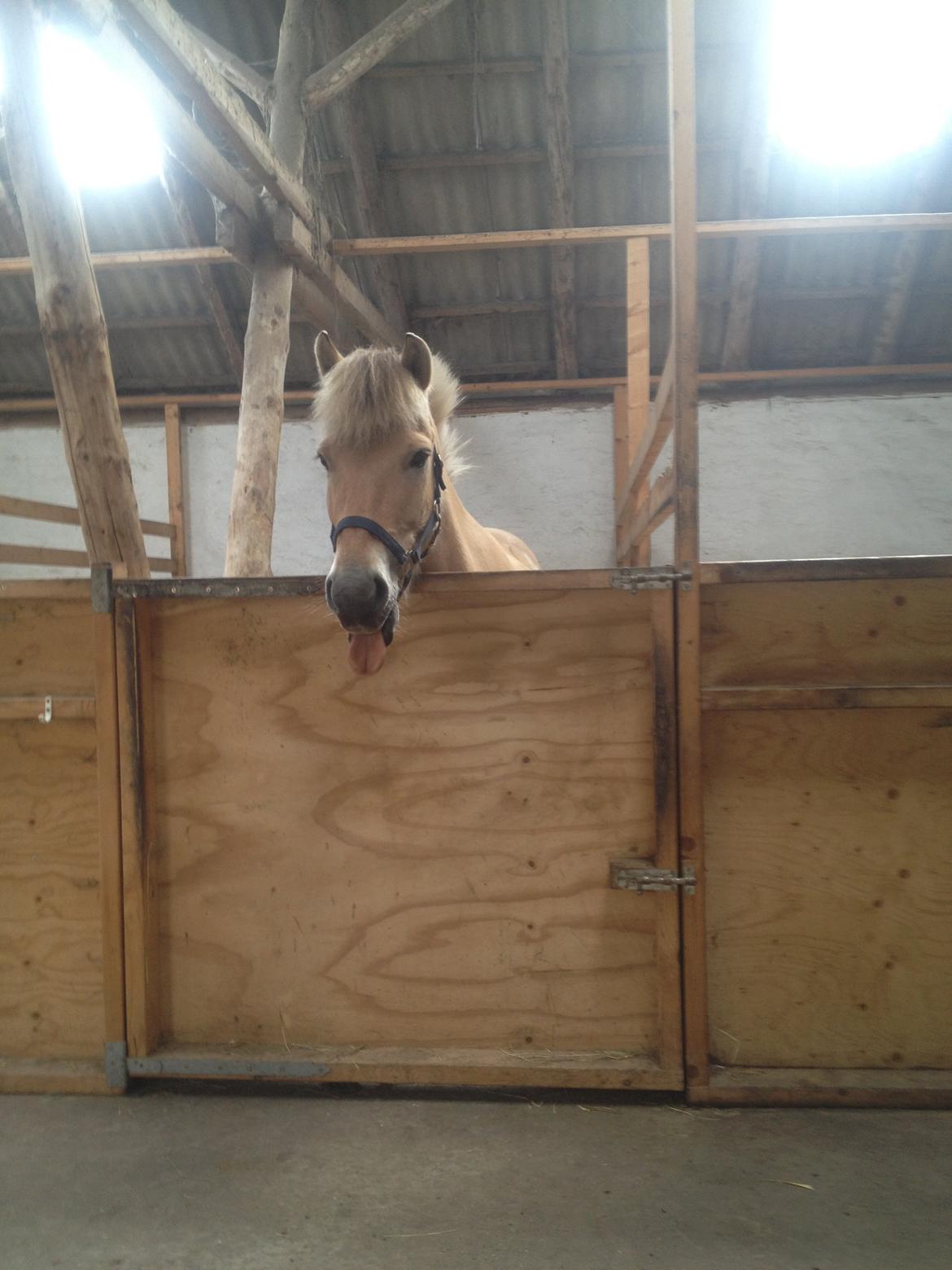 Fjordhest Ronaldo billede 6