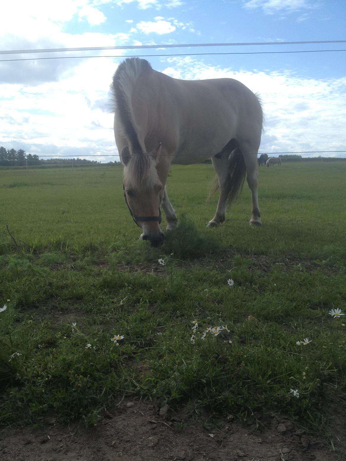 Fjordhest Ronaldo - på folden<3 billede 7