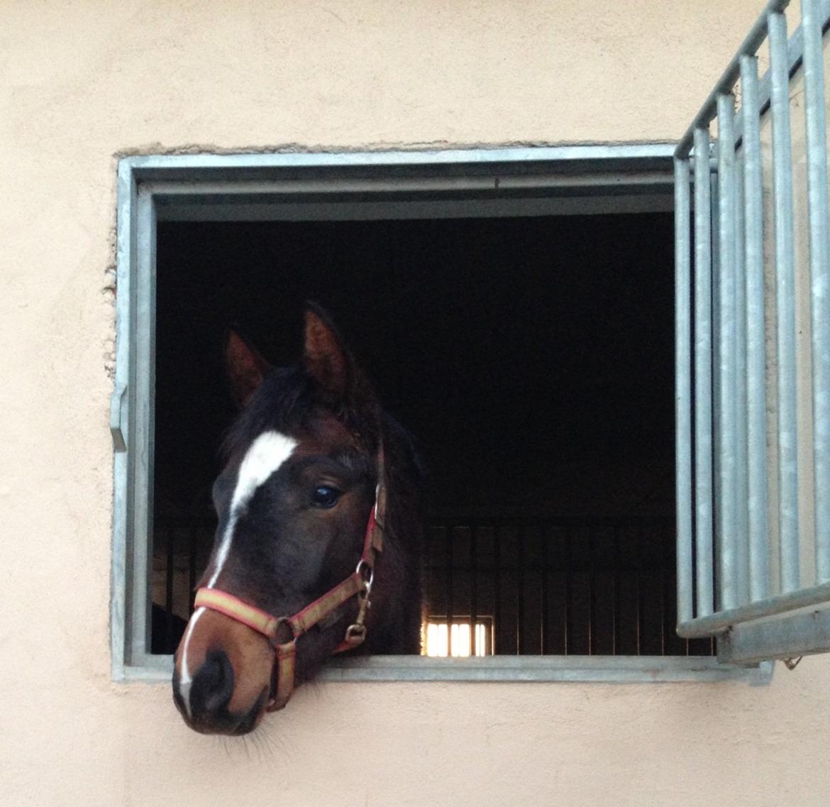 Dansk Varmblod Zandie Engel - Billede fra vinter billede 8