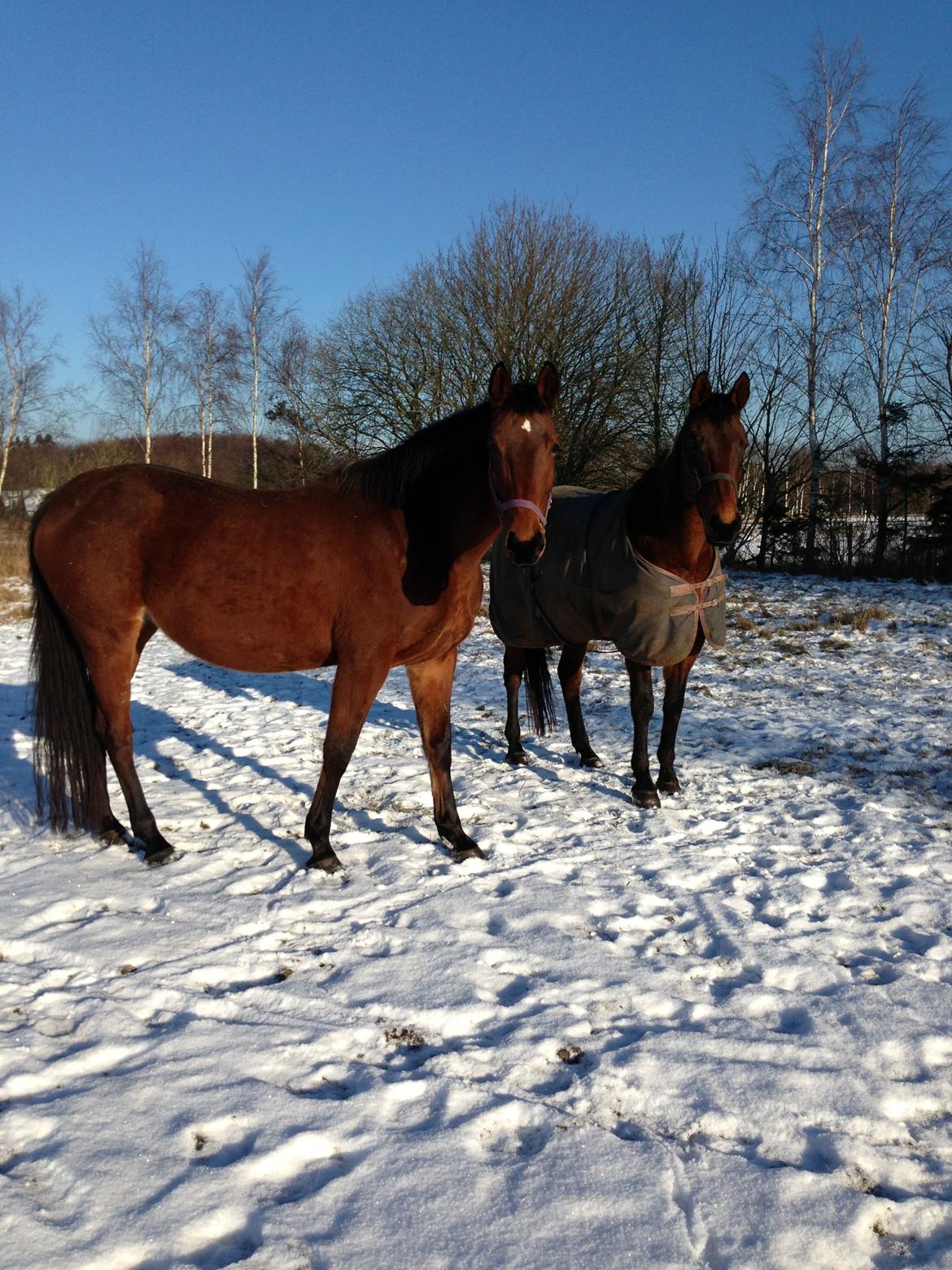 Dansk Varmblod Zamantha Engel RDH - Zamantha og hendes mor Zatire Firfod billede 5