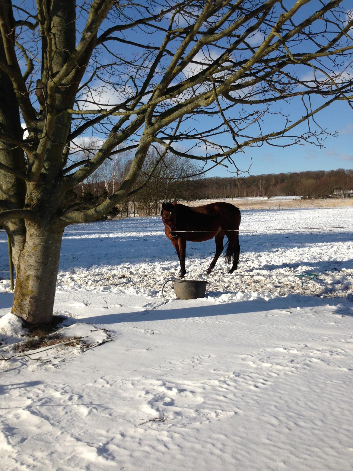 Dansk Varmblod Zamantha Engel RDH - Vinter billede 1