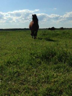 Anden særlig race Aagårdens Tess (Nullsen) billede 20