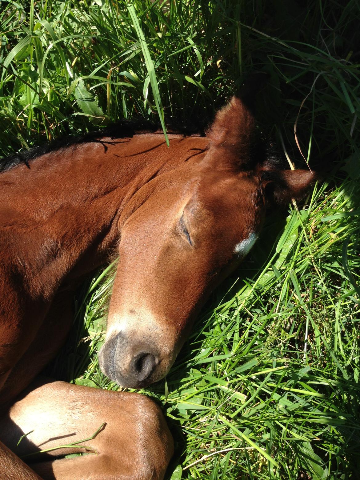 Dansk Varmblod Zascha Engel billede 4