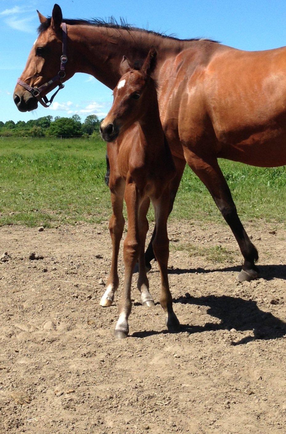 Dansk Varmblod Zascha Engel billede 5