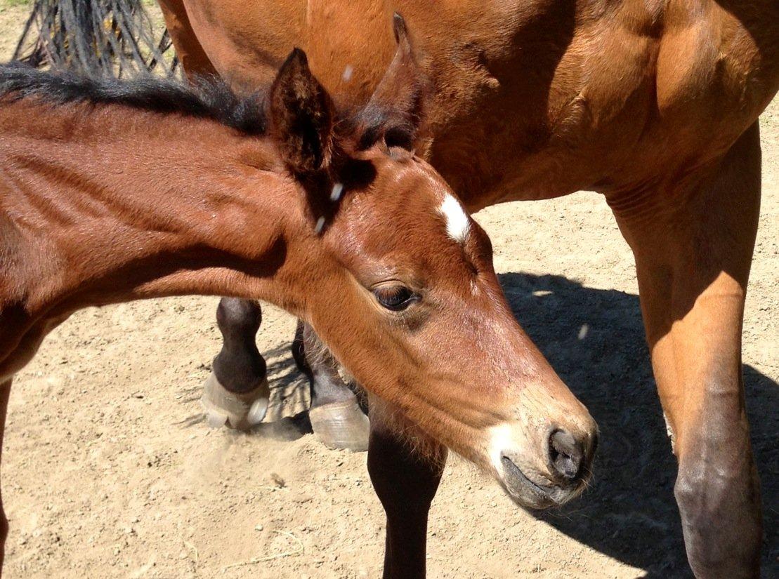 Dansk Varmblod Zascha Engel billede 3