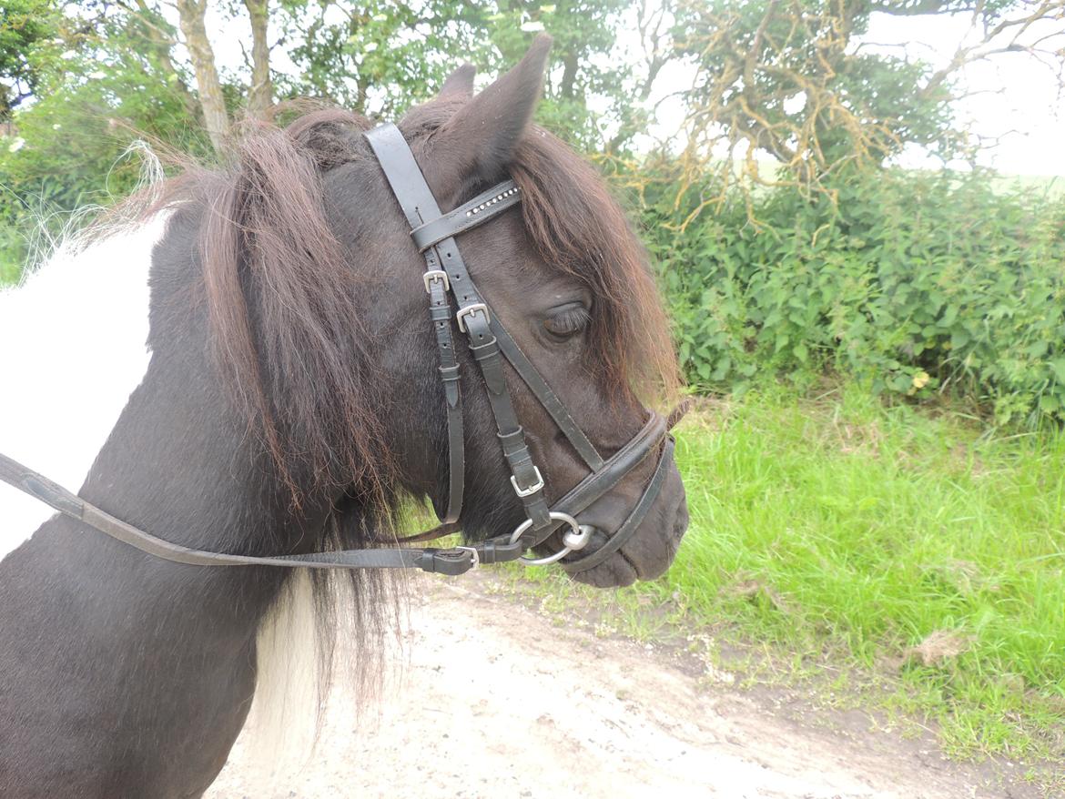 Shetlænder Micki *UDLÅNT* - Micki d. 03-07-13 billede 4